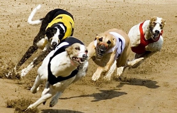 Racebets_Greyhound_Racing